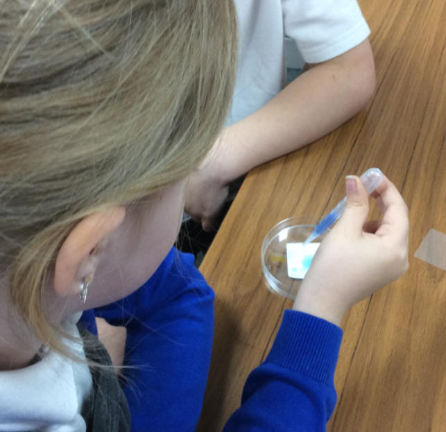 EPA_Y1_Y2's tweet photo. In #EPAScience this week we tested a range of materials to see how absorbent they were! @DeltaEstcourt https://t.co/FzFcSLSIOr