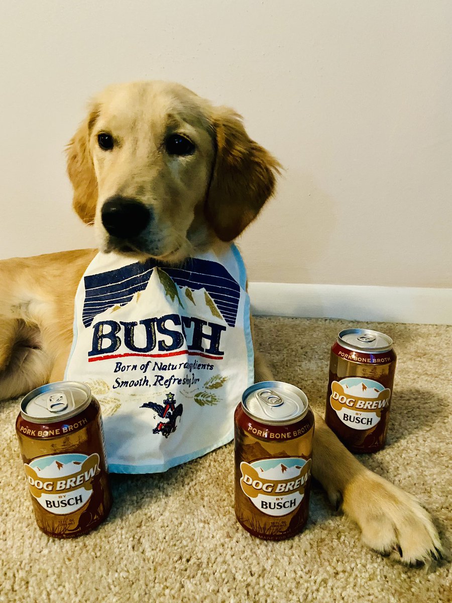 nap6w7's tweet image. Meet Winifred (Winnie) 5 months old; quick to learn new tricks, adorable, very photogenic,&amp;amp; ready for new things! Has puppy spunk &amp;amp; takes it easy with a Busch Dog Brew beer while watching tv.the bib helps with spills.qualified and ready for the job! #buschctocontest #buschdogbrew