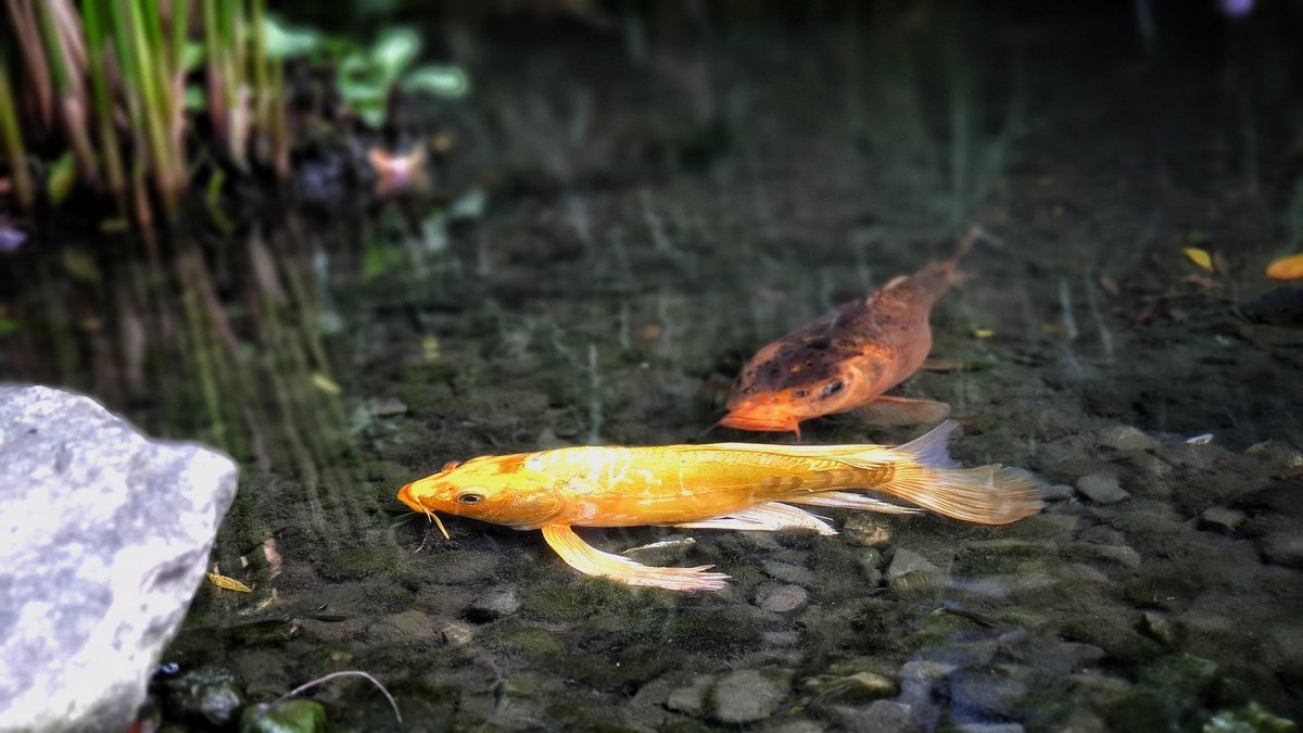 Autumn39274141's tweet photo. Fish swim in the water~
#rainningday #Fishes #pondlife #relexing https://t.co/vnQxdMAcD5