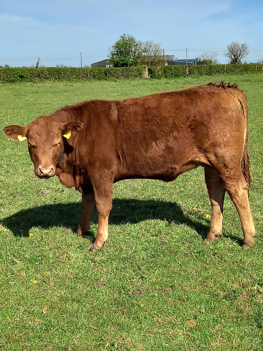 CoolrainHerds's tweet photo. Aa4303(Lisduff Red Pepper)@doveagenetics Replacement €123, lovely temperament, 🤗 heifers calf, limousin cross,13months 🐮
#sucklers #angus #certifiedangus #limousin https://t.co/NYQyqaHmu6