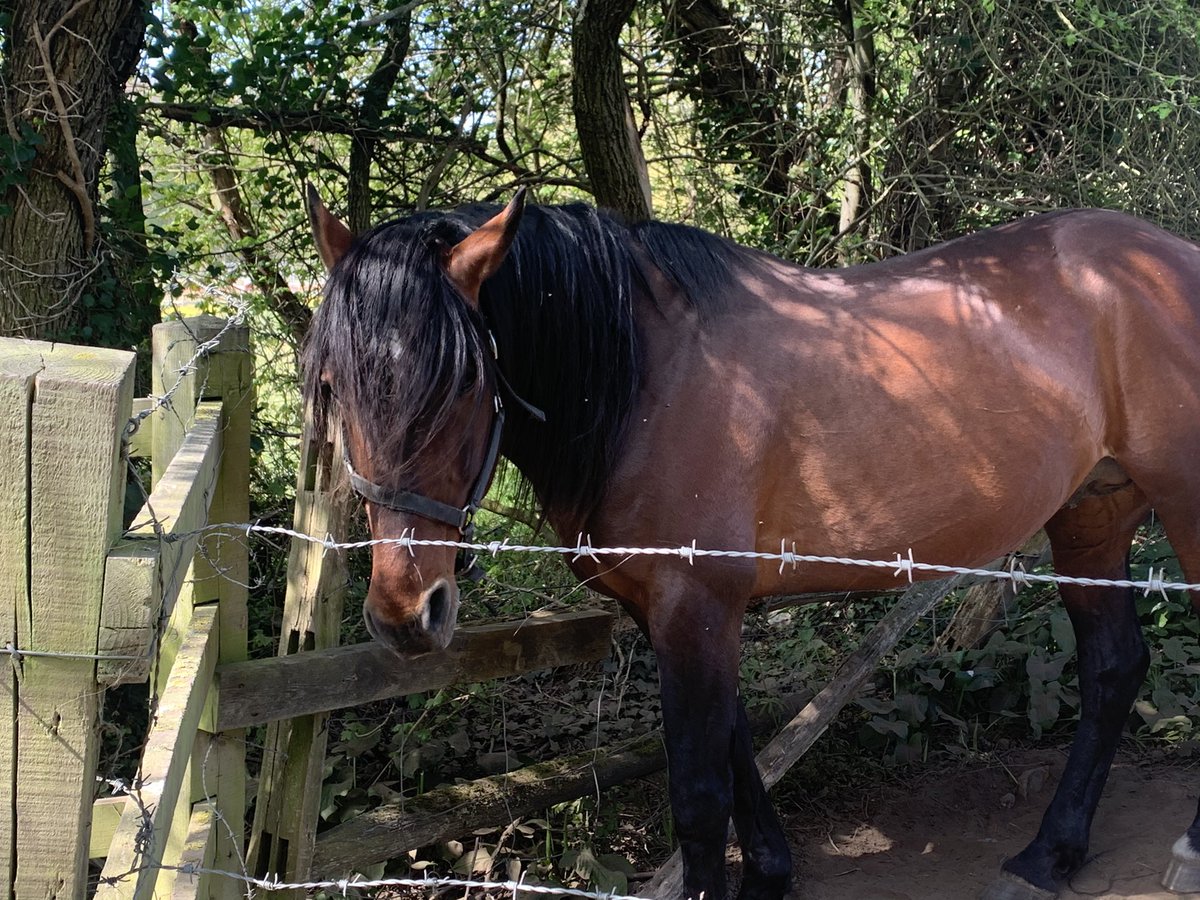Louapple36's tweet photo. 15 minutes from home ... wandering through the English countryside... a sunny โ๏ธ walk along the river #outdoors #riverdarent #hortonkirby https://t.co/2gWvKnU3CT