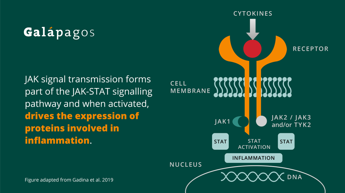 LakefrontBio's tweet photo. Our commitment to inflammation is rooted in our company’s history and has led to significant disease and treatment pathway knowledge, the most developed being the role of the Janus family of Kinases at the heart of the signaling pathway for inflammation. #InflammatoryPathways https://t.co/Gwg7RoEU1R