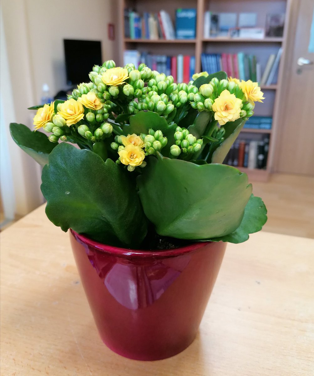 uzavasbib's tweet image. Paldies, lasītāji! Jūs esat labākie! Priecājos un lepojos ar jums💝
#prieks #pārsteigums #zieduprieks