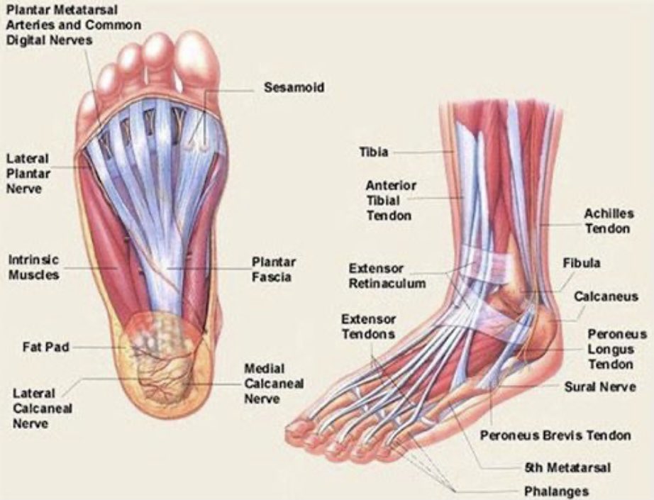 Ups5220's tweet photo. Our feet literally carry us through our days. Keep them feeling good with some new footwear. Spring is a perfect time to upgrade for happy feet. @jahenson_ups @thuberb22 @jrindafernshaw @ericgriffin86 https://t.co/5Wzb7vdf77