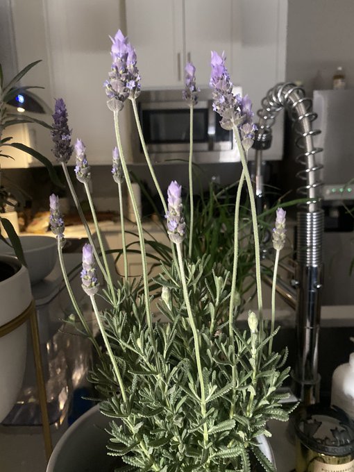 Added some new plants to the collection https://t.co/muqtzEKAsn