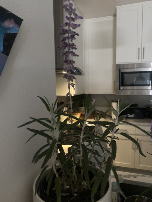 Added some new plants to the collection https://t.co/muqtzEKAsn