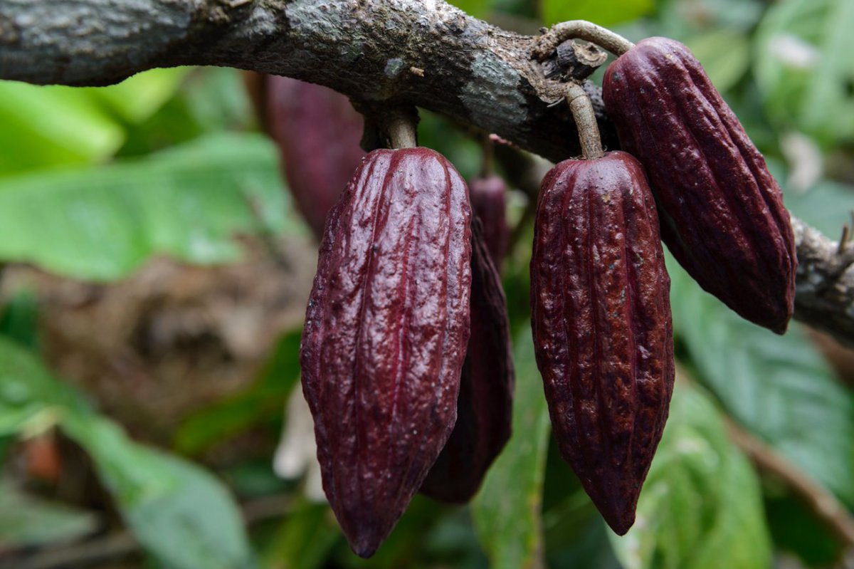 These gorgeous cherelles are from Semuliki Forest and hold the promise of future delicious cacao with a flavor profile that is soft, nostalgic, spicy, and warm.
