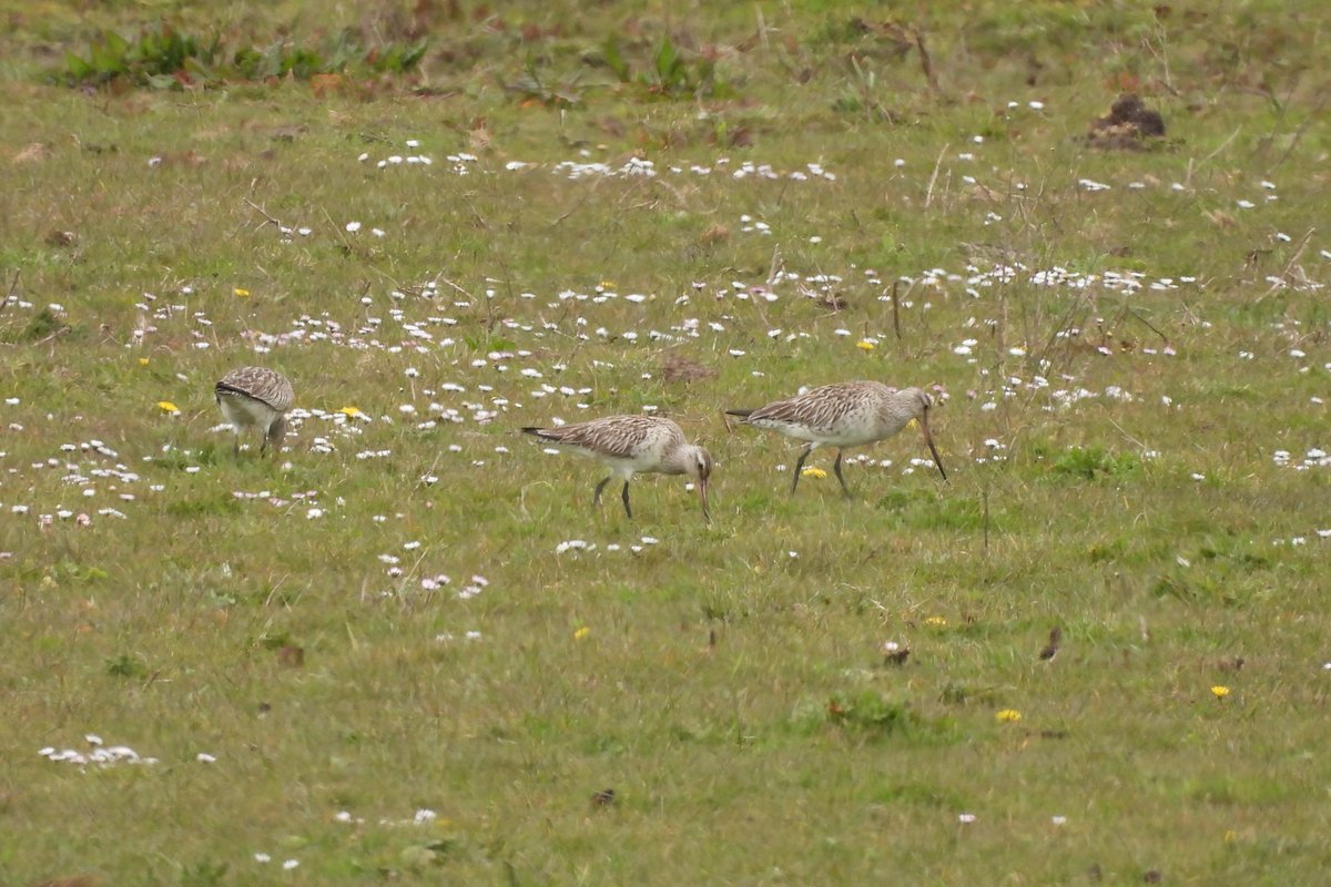 Rachel Lennard (@rachel_lennard) on Twitter photo First trip to Kingfishers Bridge NR and 2 new ticks! 5 Avocets (at last!), rather distant hence not-great shot but lovely to finally see some, and a trio of Bar-tailed godwits. Again pretty distant even with my camera zoom but very pleased nonetheless 🙂 <a href="/CambsBirdClub/">Cambs Bird Club</a> First trip to Kingfishers Bridge NR and 2 new ticks! 5 Avocets (at last!), rather distant hence not-great shot but lovely to finally see some, and a trio of Bar-tailed godwits. Again pretty distant even with my camera zoom but very pleased nonetheless 🙂 <a href="/CambsBirdClub/">Cambs Bird Club</a>