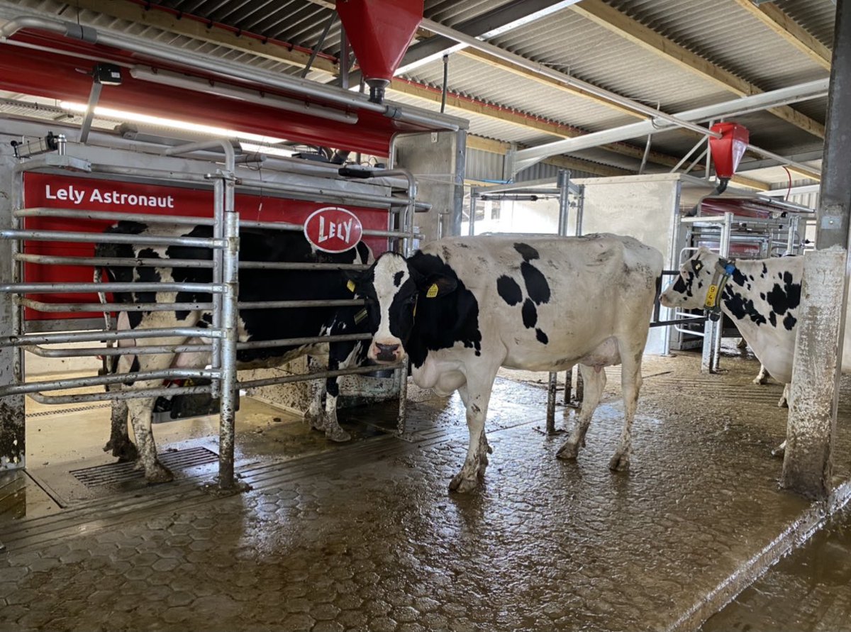 LelyHolsworthy's tweet image. The open construction of the Astronaut cow box, allowing the cow to maintain contact with the herd, is clear to see at today’s switch on in Devon of 3 new A5 milking robots. 

lely.com/gb/centers/Dev… 

#lely #milkingrobot #farming #devonfarmers #teamdairy