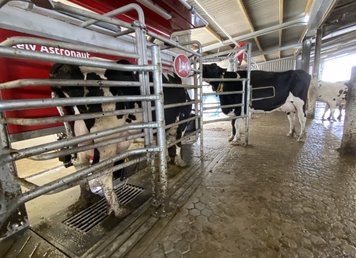 LelyHolsworthy's tweet image. The open construction of the Astronaut cow box, allowing the cow to maintain contact with the herd, is clear to see at today’s switch on in Devon of 3 new A5 milking robots. 

lely.com/gb/centers/Dev… 

#lely #milkingrobot #farming #devonfarmers #teamdairy