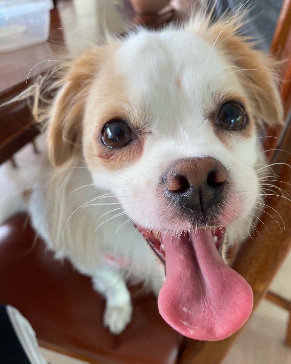 Milk みーちゃん ボジア生まれボジア育ちのボジア犬です على تويتر ドアップ T Co Jzukiyciso 犬 わんこ いぬのきもち かわいい いぬら部 ミックス犬 雑種 犬のいる暮らし 犬のいる生活 海外生活 海外移住 カンボジア プノンペン