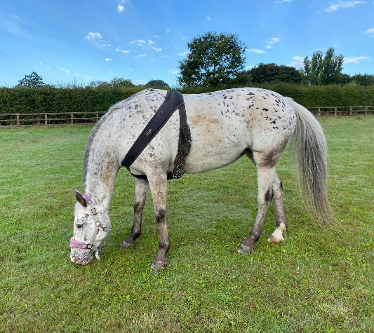 Trackener tweet media