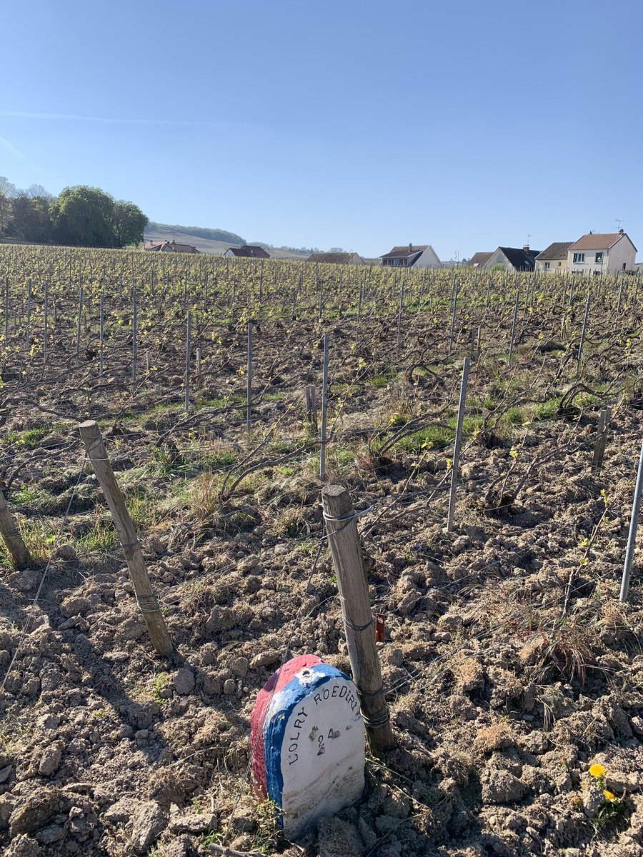 Hello beautiful chardonnays! It’s time to wake up after the frost! Avize, “Clos d’Avize”. #inPursuitofTaste -JBL