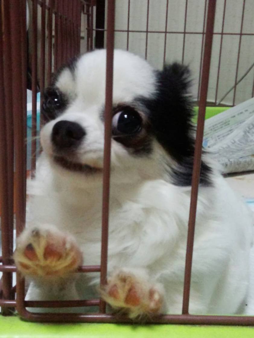 昨日13年一緒にいたくぅ(チワワ)が亡くなりました。
苦しまず私の腕の中で3回深く息を吸い亡くなりました。
とても素直で可愛い子でした。
もうすぐ虹の橋を渡り苦しくない元気いっぱいのくぅが走り回ります。
あちらの国でも幸せに❁❀✿✾
 #虹の橋