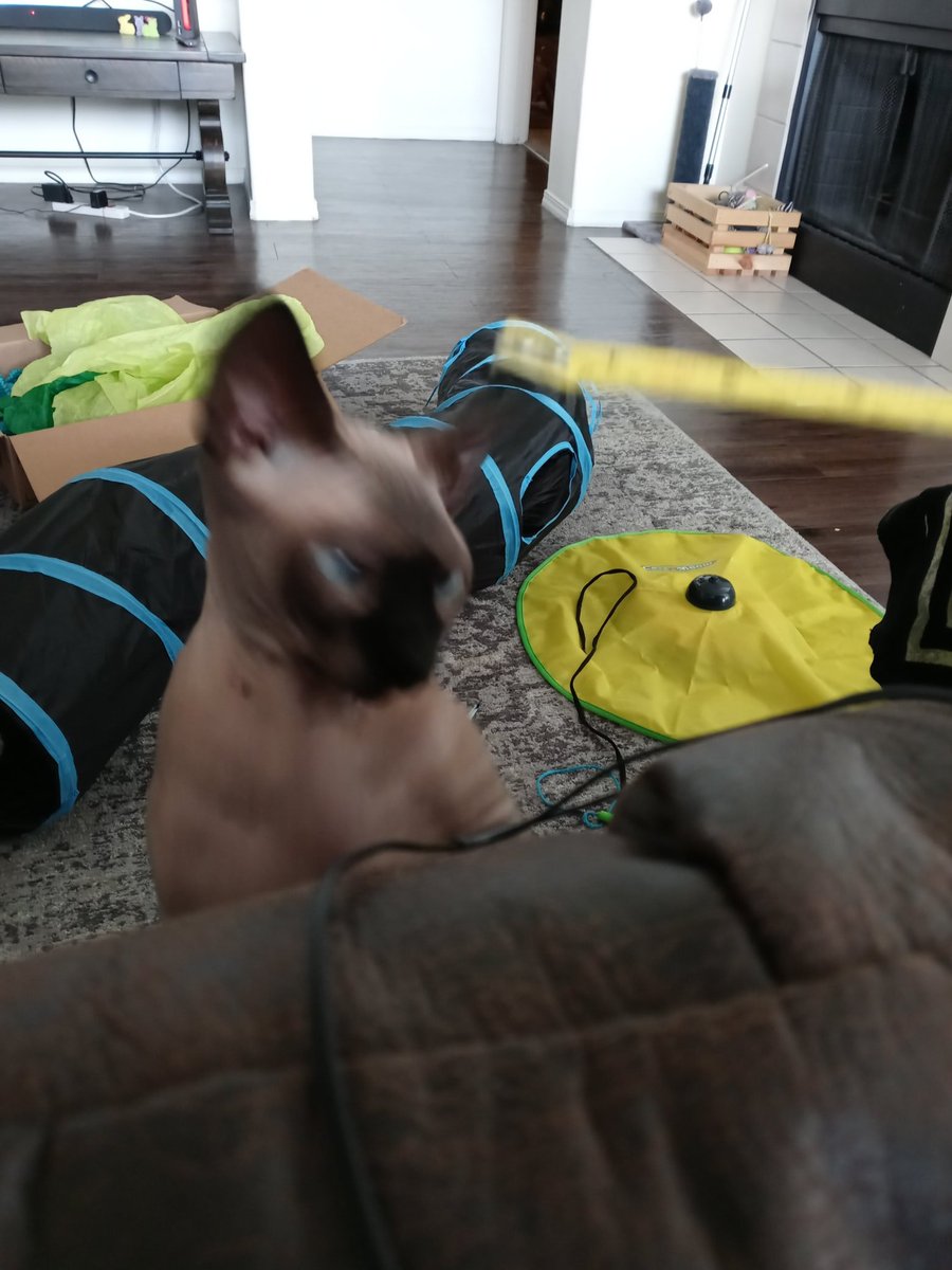 QuasarDTRH's tweet photo. Efficient and quick paw-eye coordination, like any other skill, requires practice to maintain a certain level of excellence. #tuesdaymotivations https://t.co/RsyNVc01WC