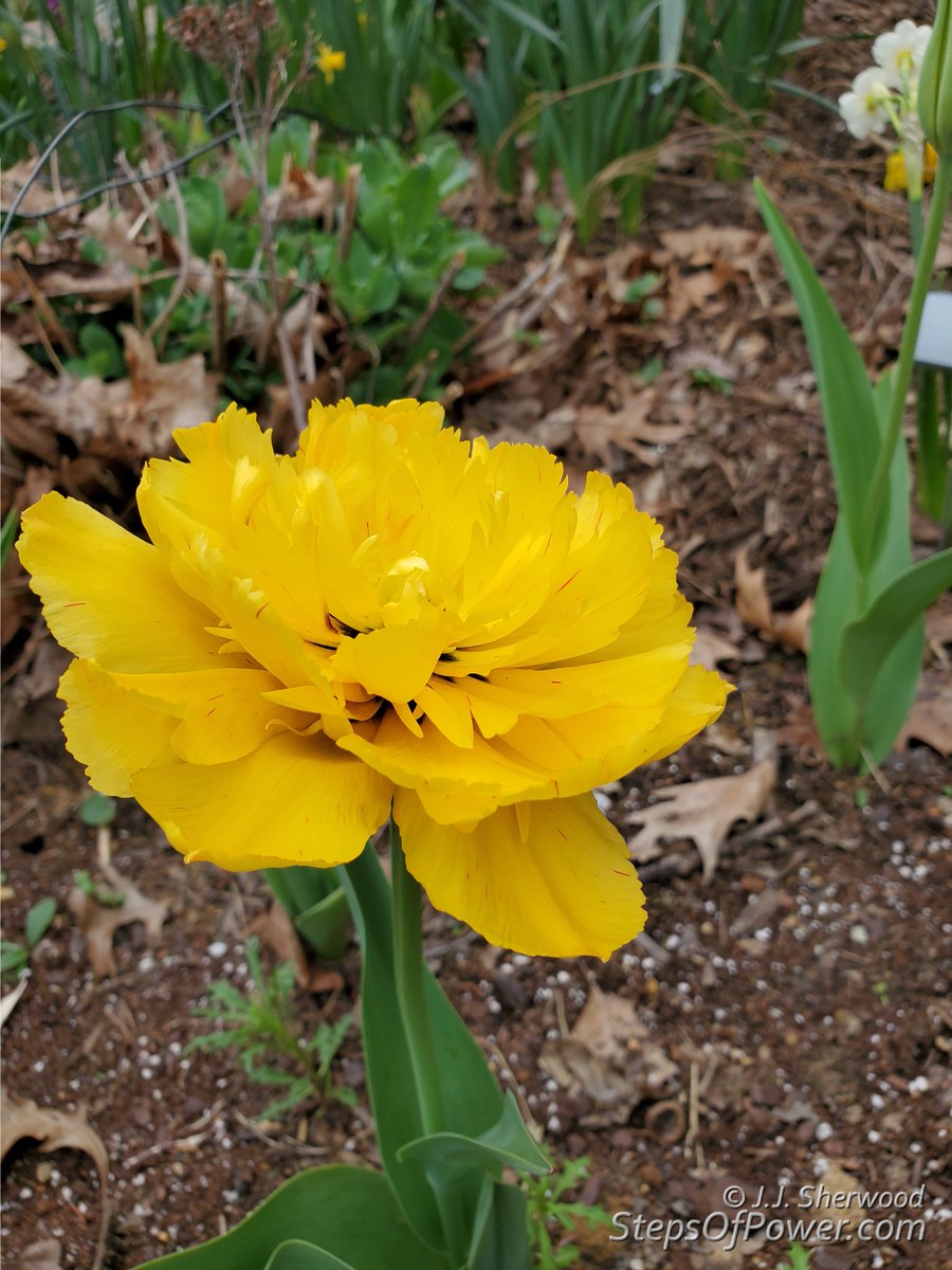 I have one funny looking Daffodil in the garden. A different variety must have gotten mixed in, like a Double Daffodil of some kind?

#Flowers #pics #pictures #gardening #spring