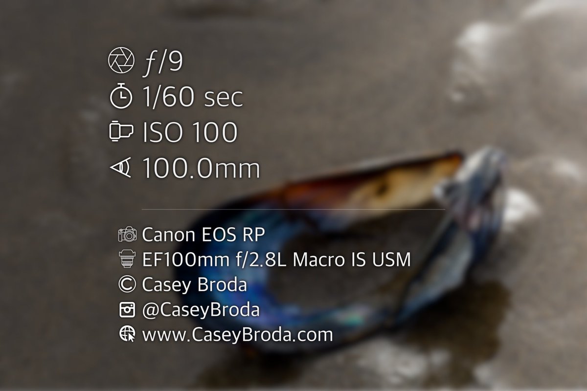 CaseyBroda's tweet photo. This shell is hiding something beautiful inside. You just have to look. 
#shell
#beach 
#beachlife 
#beachvibes 
#macro 
#macrophotography 
#macroviewpoint 
#fineartphotography 
#pnw 
#pnwphotography 
#natgeoyourshot 
#canon
#canonphotography 
#canonusa 
#canonrp https://t.co/1hwSojI0f1