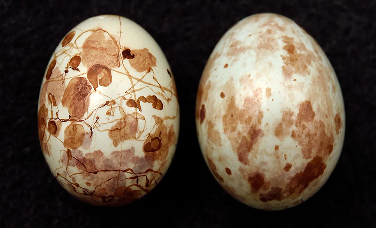 then_patterns's tweet image. The Beauty and Biology of Egg Color
-Pat Leonard @CornellBirds
Katherine A. Smith,Claire Spottiswoode, @FieldMuseum
#Patterns #Nature 

📌 This is a real mystery to me because having apparently evolved a perfect signature, the prinias seem not to use it

ow.ly/LeDS50EyFmp