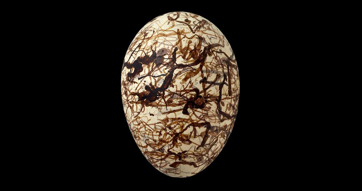 then_patterns's tweet image. The Beauty and Biology of Egg Color
-Pat Leonard @CornellBirds
Katherine A. Smith,Claire Spottiswoode, @FieldMuseum
#Patterns #Nature 

📌 This is a real mystery to me because having apparently evolved a perfect signature, the prinias seem not to use it

ow.ly/LeDS50EyFmp