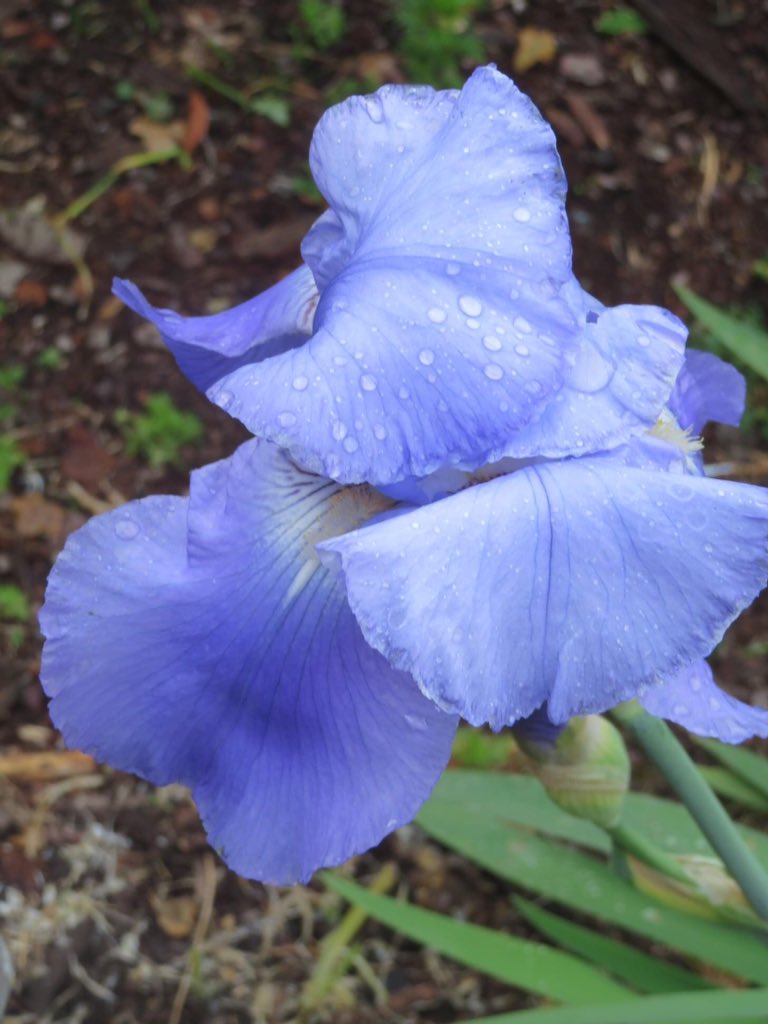 Blue Iris in the garden this morning after a little shower.