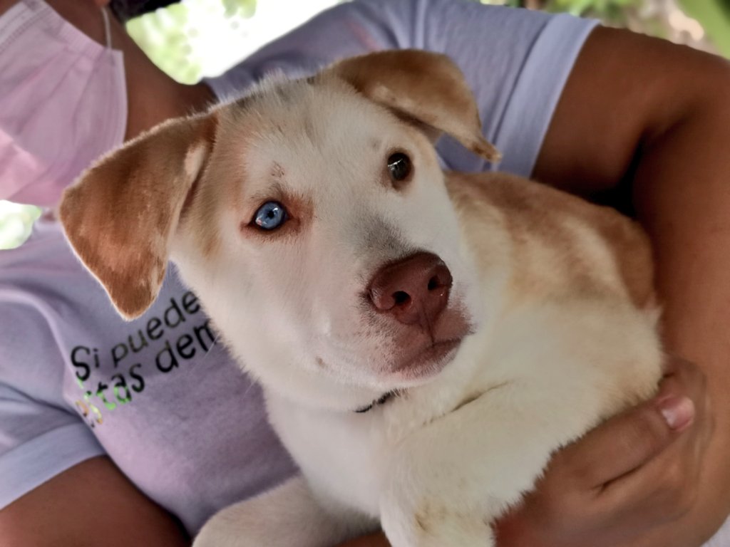 Roberto65018097's tweet photo. 👨‍⚕️Está mañana nuestro equipo médico realiza brigada de vacunacion, desparscitacion, atencion dermatologica  Canina y Felina en la Com San Luis III, Distrito  II. 

🐱🐶Los peluditos reciben atención en salud veterinaria en conjunto con la Universidad Alberto Masferrer. https://t.co/CtexNUERWD