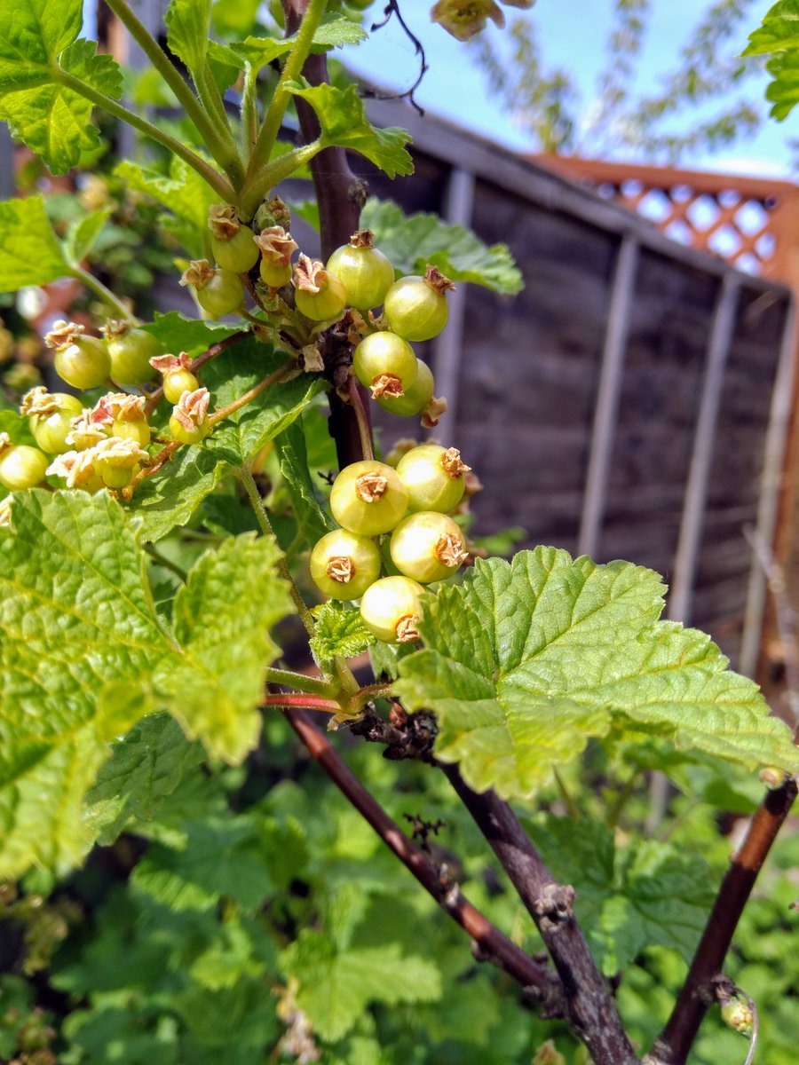 It's National Gardening Week and our home grown redcurrants are coming along nicely. We're inexperienced gardeners but we're having a go and starting to see the benefits!
#gardening #gardens #urbangardens #growyourown #Wellbeing #outdoor #outdoorfun #hobbies #newtogardening