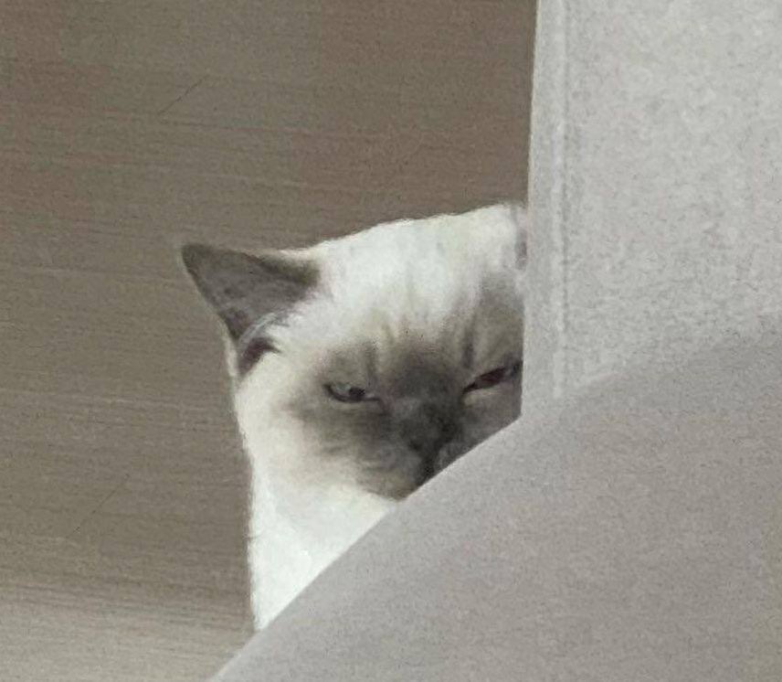 david tennant irl             david tennant’s roles