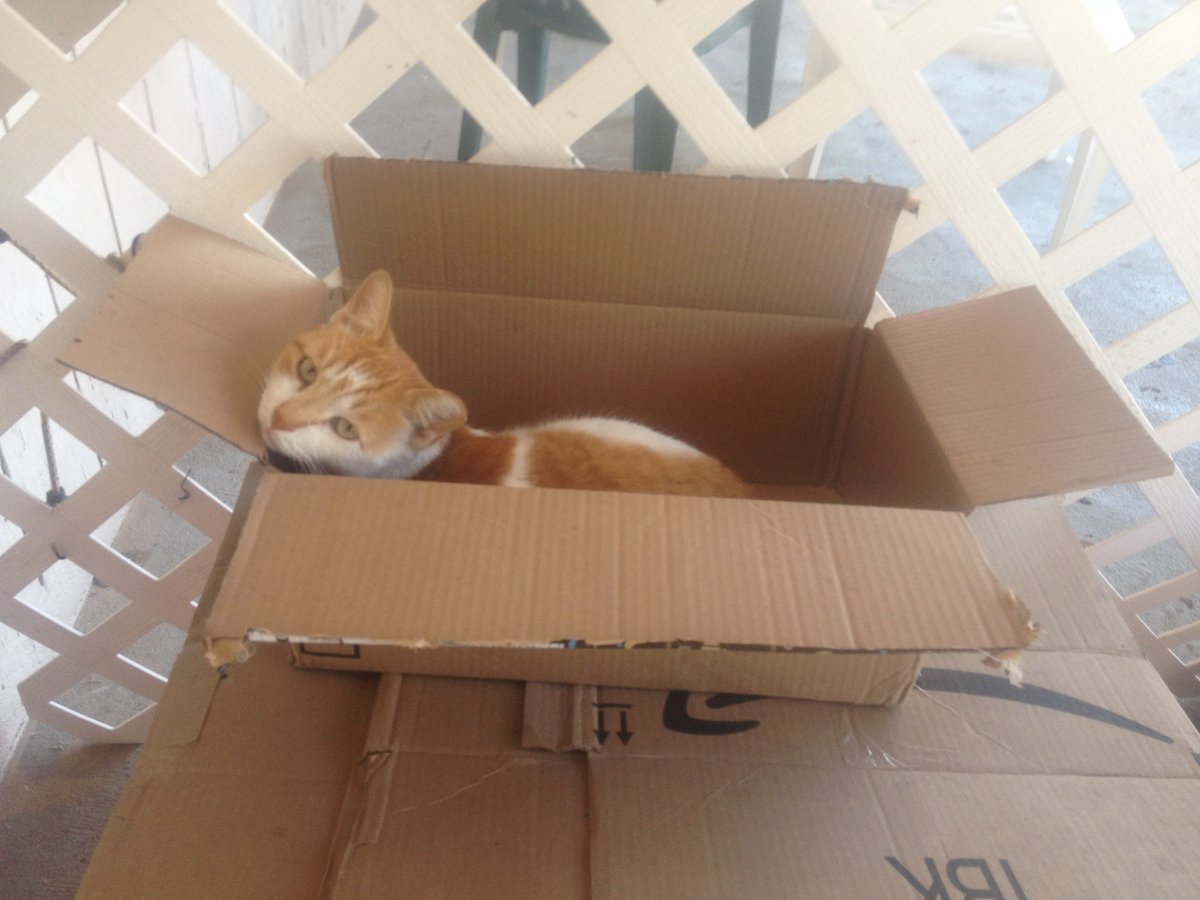 More Cats & Boxes - I wanna see your Cats & Boxes pictures.