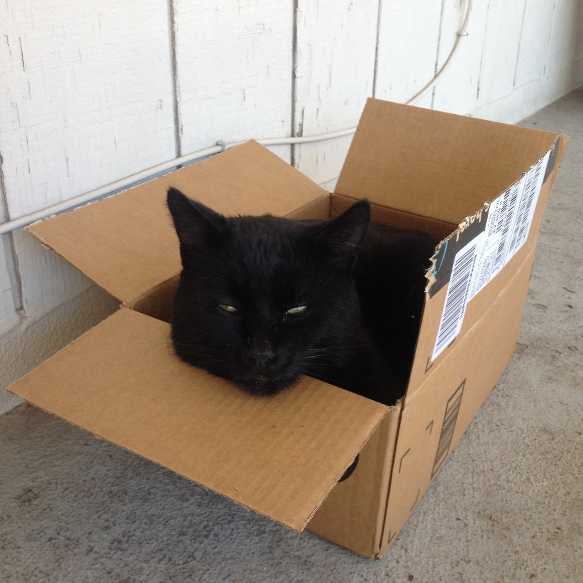 More Cats & Boxes - I wanna see your Cats & Boxes pictures.