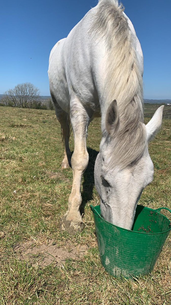 We received these pictures of retired police horse Ned this week. Ned is enjoying his retirement with his little pony and cow friends. We really miss Ned but are very happy he is settled and loving the quieter life with his breeders. #StandTall #PHNed #RetiredPoliceHorse