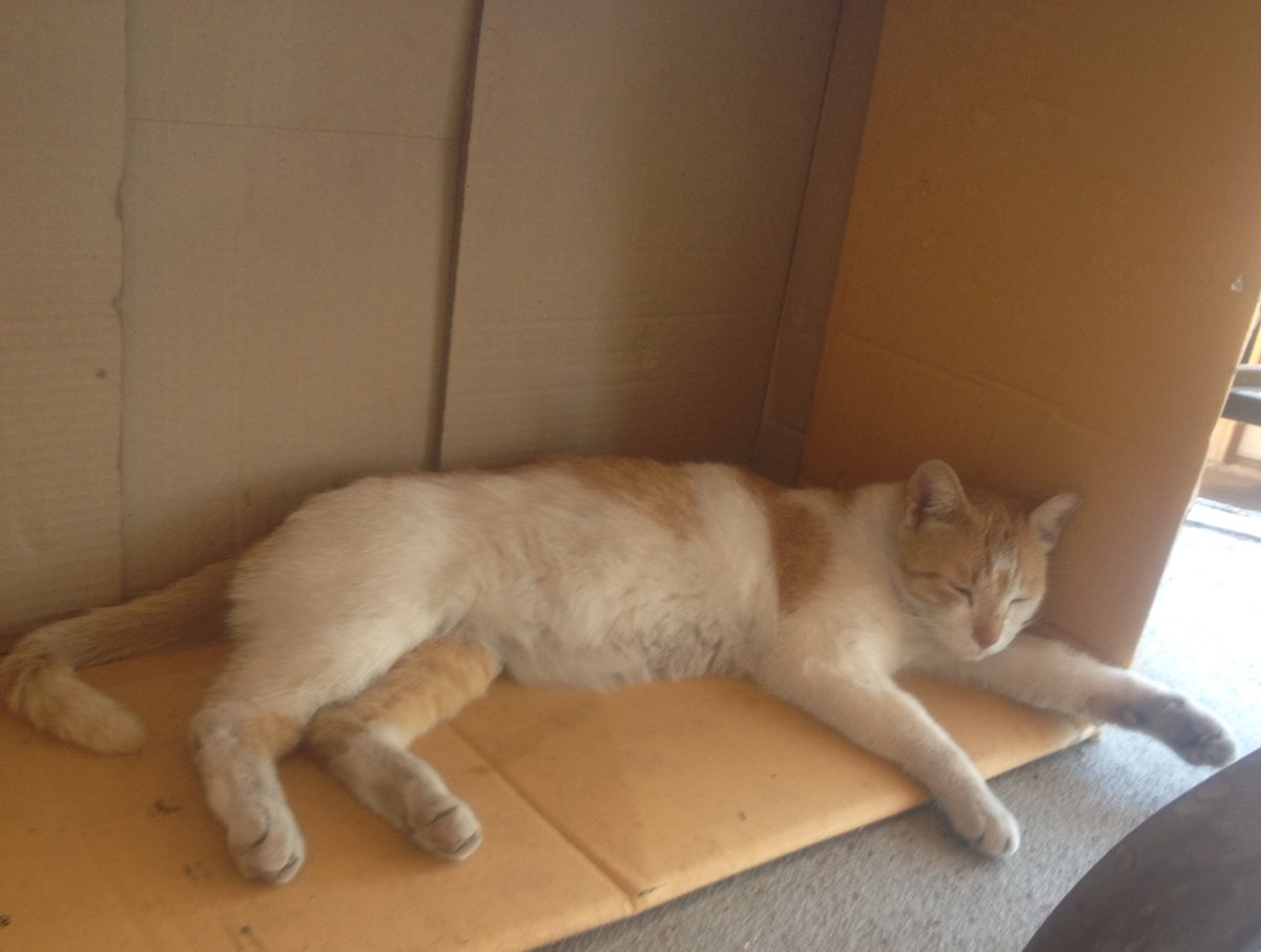 Cats & Boxes - I wanna see your pictures of Cats & Boxes.