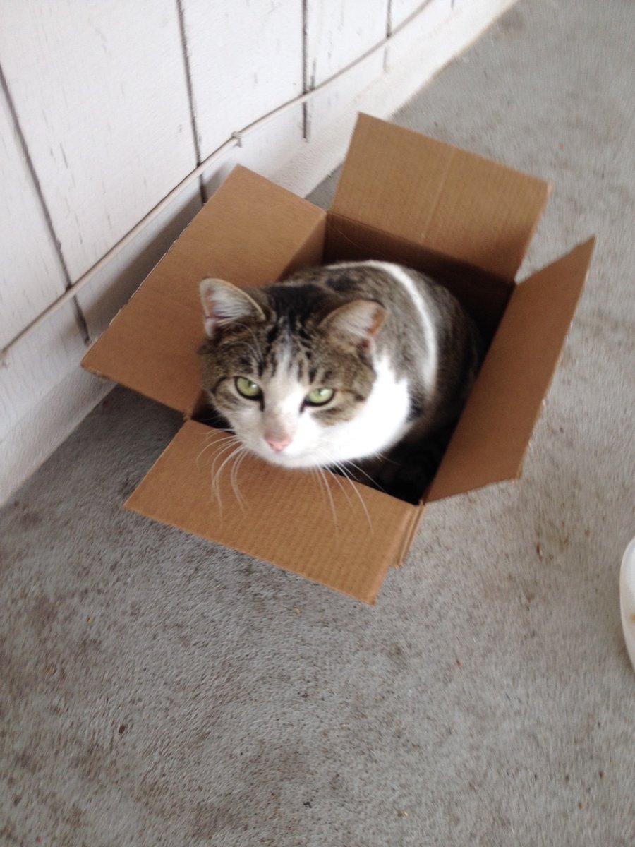 More Cats & Boxes - I wanna see your Cats & Boxes pictures.