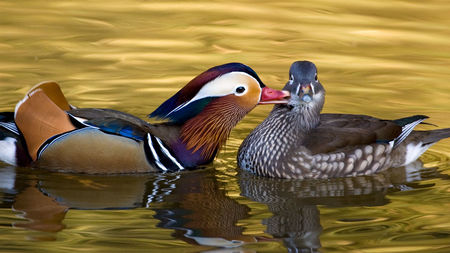 битва львов за прайд. львы дерутся. анимал самка. Male animal female animal. Male animal female animal.