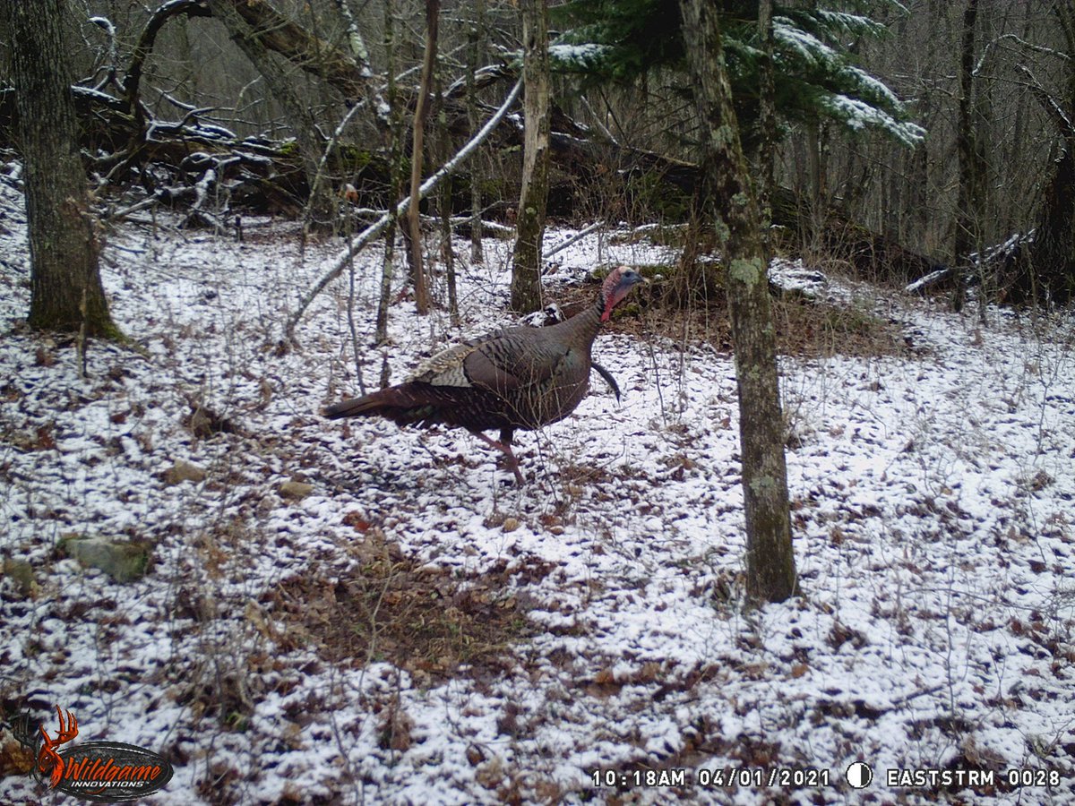 Check out this snow day from early April! 
📷: Kelvin Thomson #WildgameInnovations