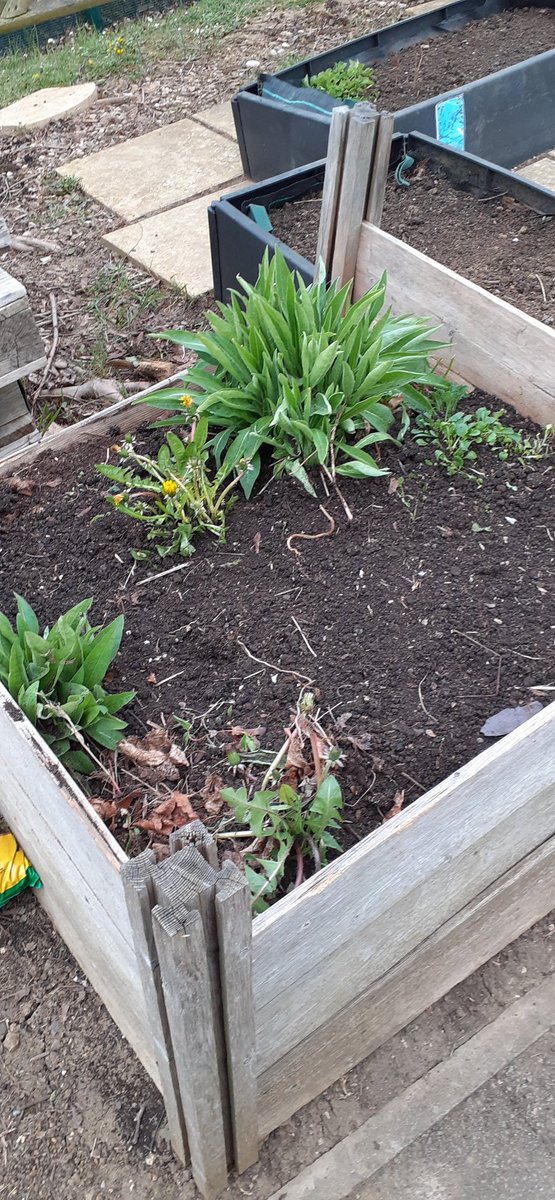hedges_nicola's tweet image. our vegetable beds are ready to plant,one of the school lunch supervisors has spent the last 2 days clearing for me 🙂 I love to see our school community in action so caring,I think I may have a volunteer for forest school too ♥️ she loves being outside #sharedthinking #teamwork