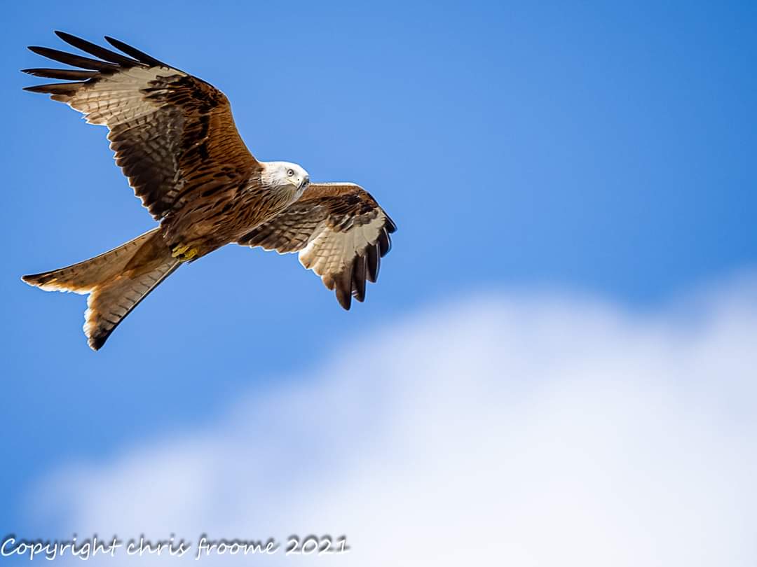 floppyrubber's tweet image. The grace of a Red Kite
#olympusbirdai #omsolutions #olympusomd #olympusem1x #olympus #olympusuk #getolympus #olympusomd #olympus150-400f4.5  #birds #birdphotography #birdsofprey
