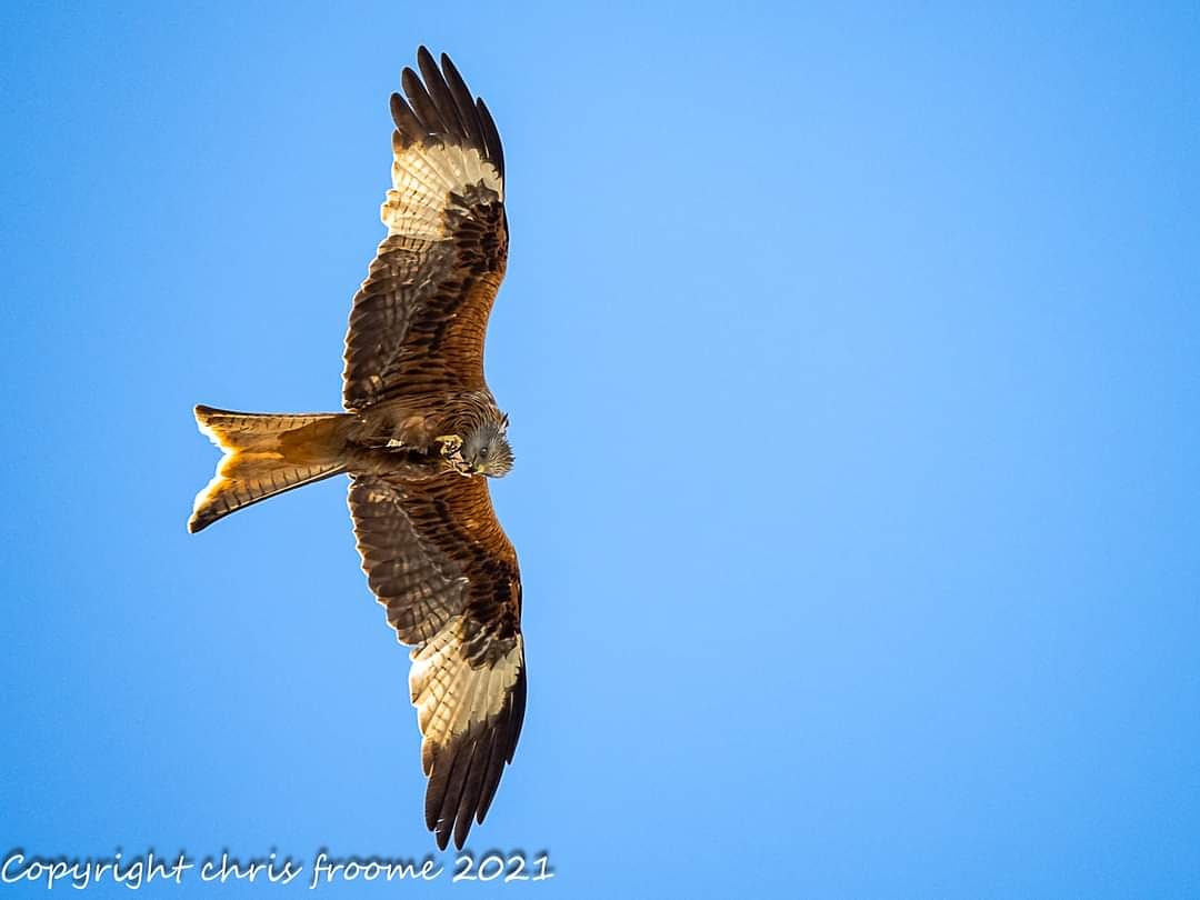 floppyrubber's tweet image. Feeding on the wing
#olympusbirdai #omsolutions #olympusomd #olympus #olympusuk #getolympus #olympusomd #olympus150-400f4.5 #olympuswildlifephotography #olympusphotography #wildlife #wildlifephotography #birdsofprey #birdsinflght #olympusem1x