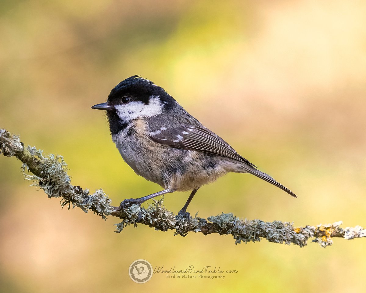 WildNorthDevon's tweet photo. #CoalTit on a Lichen branch

#BBCWildlifePOTD #Nature #BirdPhotography #Birds #WildlifePhotography
@NatureUK
@WildlifeMag
@iNatureUK
@Wildlife_UK
@BirdWatchingMag
@Britnatureguide
@BBCCountryfile

https://t.co/THeOs90sA3
instagram/woodland_bird_table https://t.co/2ezIjENjpK