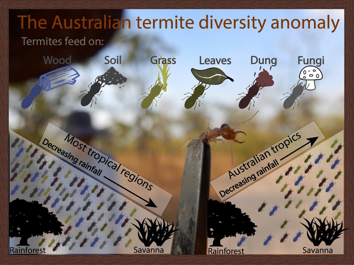 It turns out, only a small proportion of termite species are pests, and very few termite species even feed on wood! A lot of the world’s termites feed on dead grass, litter,  #fungus, and soil and play an important role in  #decomposition especially in the  #tropics