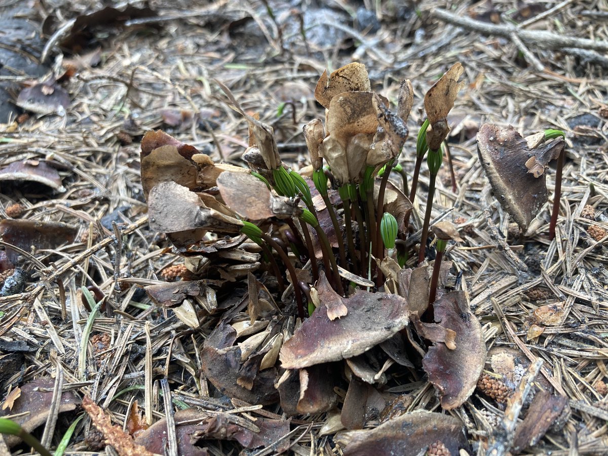 MonikaSFischer's tweet image. Saw my first serotinous conifer cone germinating this past weekend! The #BearFire (part of the #NorthComplexFire) activated these White Fir cones. Now the forest floor is littered with these adorable little islands of Fir seedlings!