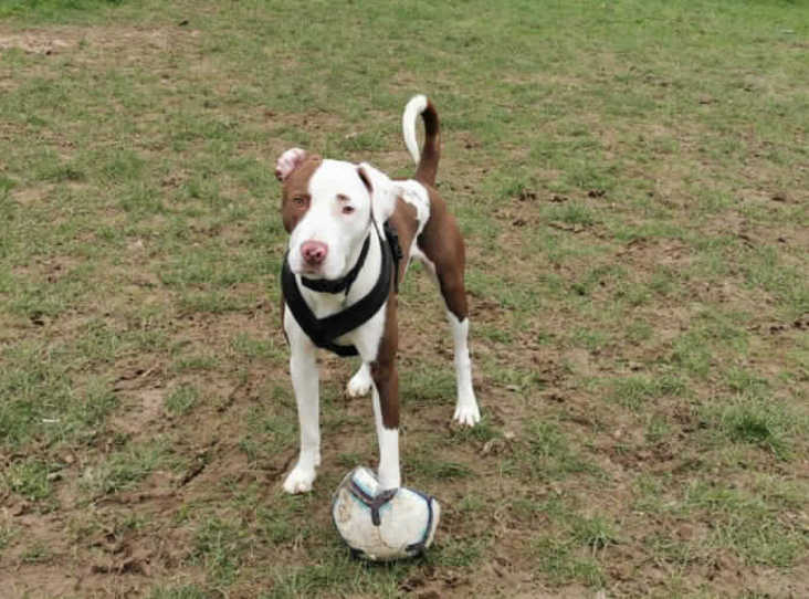 AdoptionsUk's tweet image. Please retweet to help Ben find a home #SURREY 🇬🇧

Pointer Cross aged 1, looking for an experienced, adult home that might enjoy training, agility etc, only pet, garden and someone with time and knowledge for a working type dog⭐️🎾👇
rspca.org.uk/findapet/detai…
#dogs #pets #England