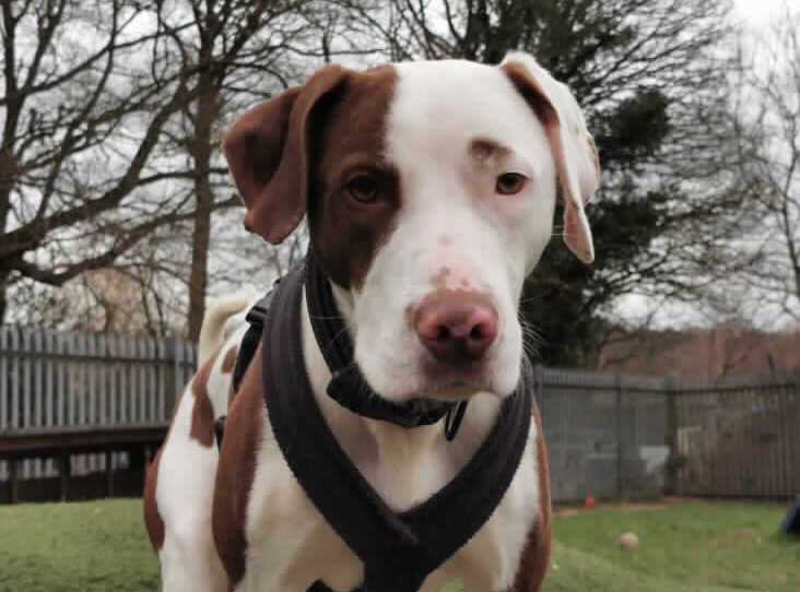 AdoptionsUk's tweet image. Please retweet to help Ben find a home #SURREY 🇬🇧

Pointer Cross aged 1, looking for an experienced, adult home that might enjoy training, agility etc, only pet, garden and someone with time and knowledge for a working type dog⭐️🎾👇
rspca.org.uk/findapet/detai…
#dogs #pets #England