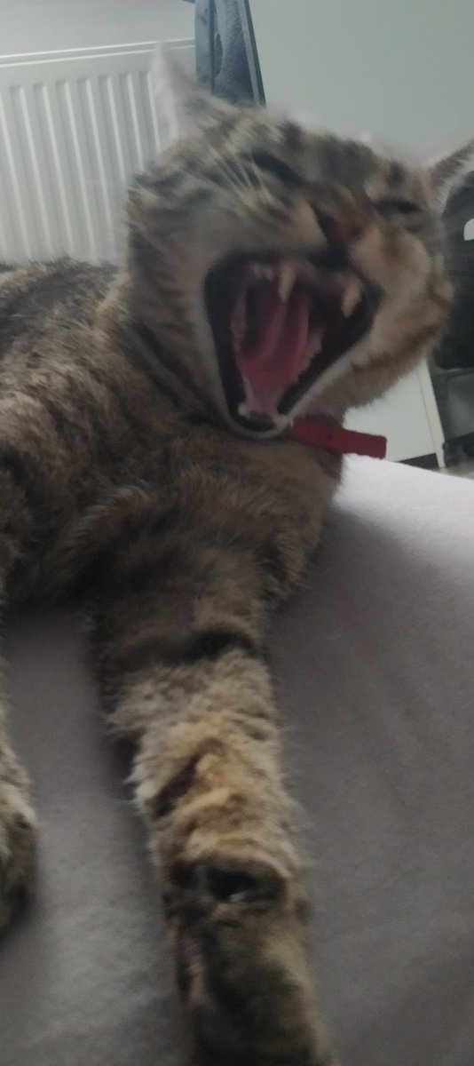 kxcperxx's tweet image. #mójkot #kotmójwaszje