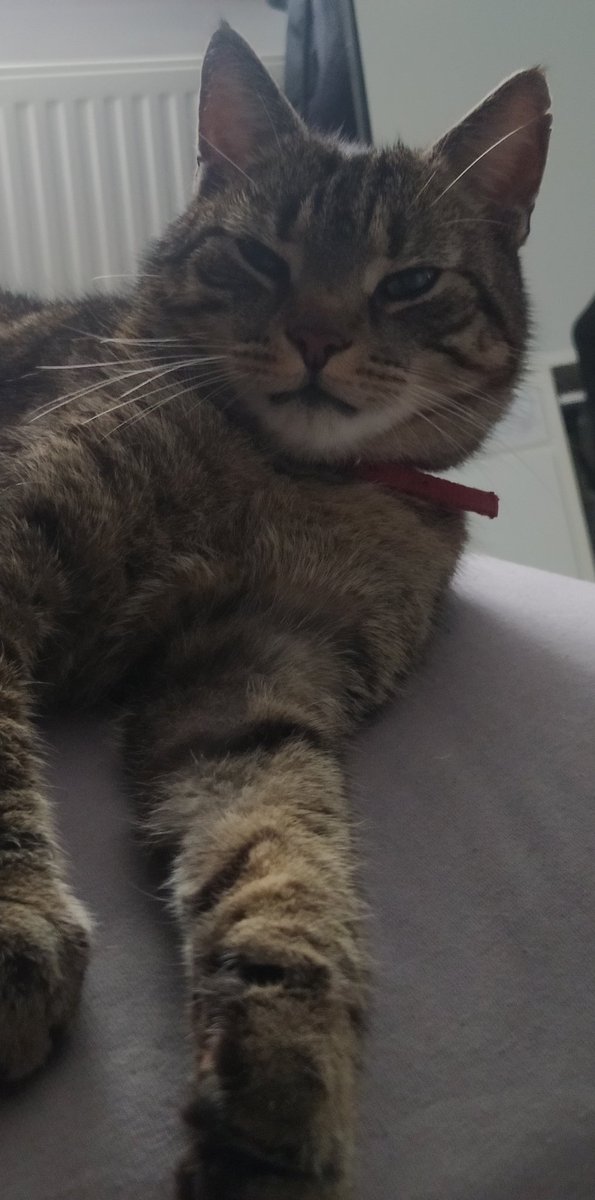 kxcperxx's tweet image. #mójkot #kotmójwaszje