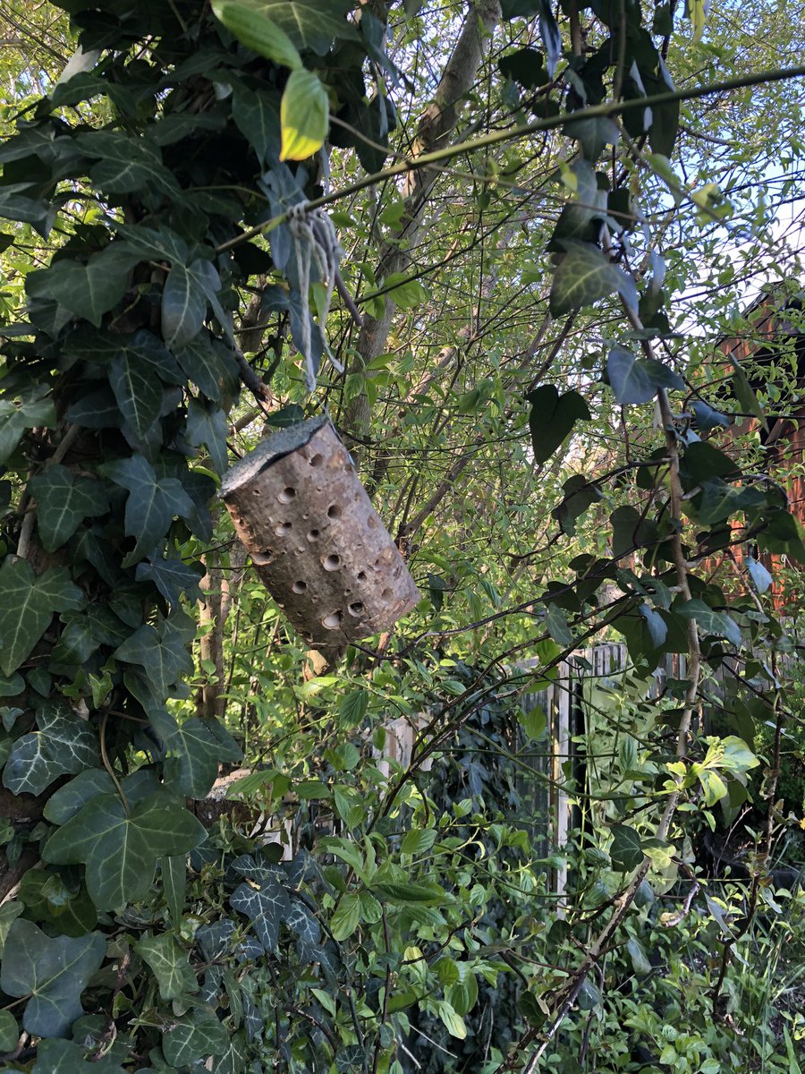 My class love their bug hotels, thank you Harry. They chose where to put them and can’t wait to see what moves in soon. <a href="/SavetheHouseSp1/">Save the House Sparrow</a>
