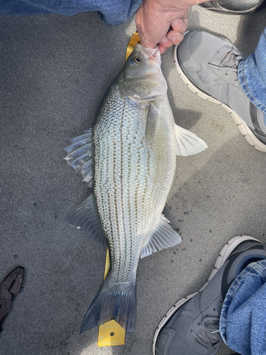 angryfishscales's tweet photo. 👀Look at the slob Hybrid Striper👀
It seems like the larger of the hybrid Stripers didn’t make the migration into shallow areas but instead stayed in the river channel in deeper water. 
•
•
•
#texas #bassfishing #fishing #hybridstriper #stripedbass https://t.co/mKWimN9ezk