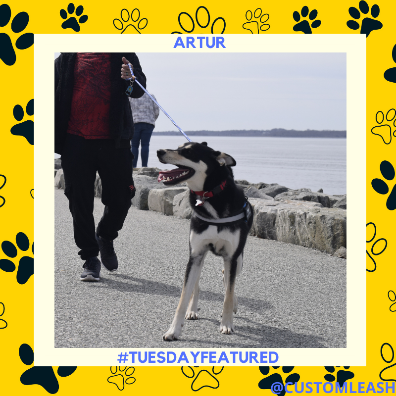 Bento enjoys the walks under the sun and socializing with humans. You can tell!
.
.
.
.
#customproducts #smallbusiness #startup #loveyourdogs #dogsofla #dogsofboston #dogsofnyc #dogsofseattle #dogsoftexas #supportsmallbusiness #custom #puppiesoftwitter #loveyourpup #customleash