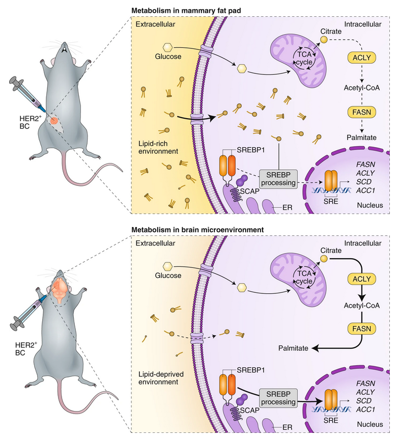 Nature Cancer tweet media