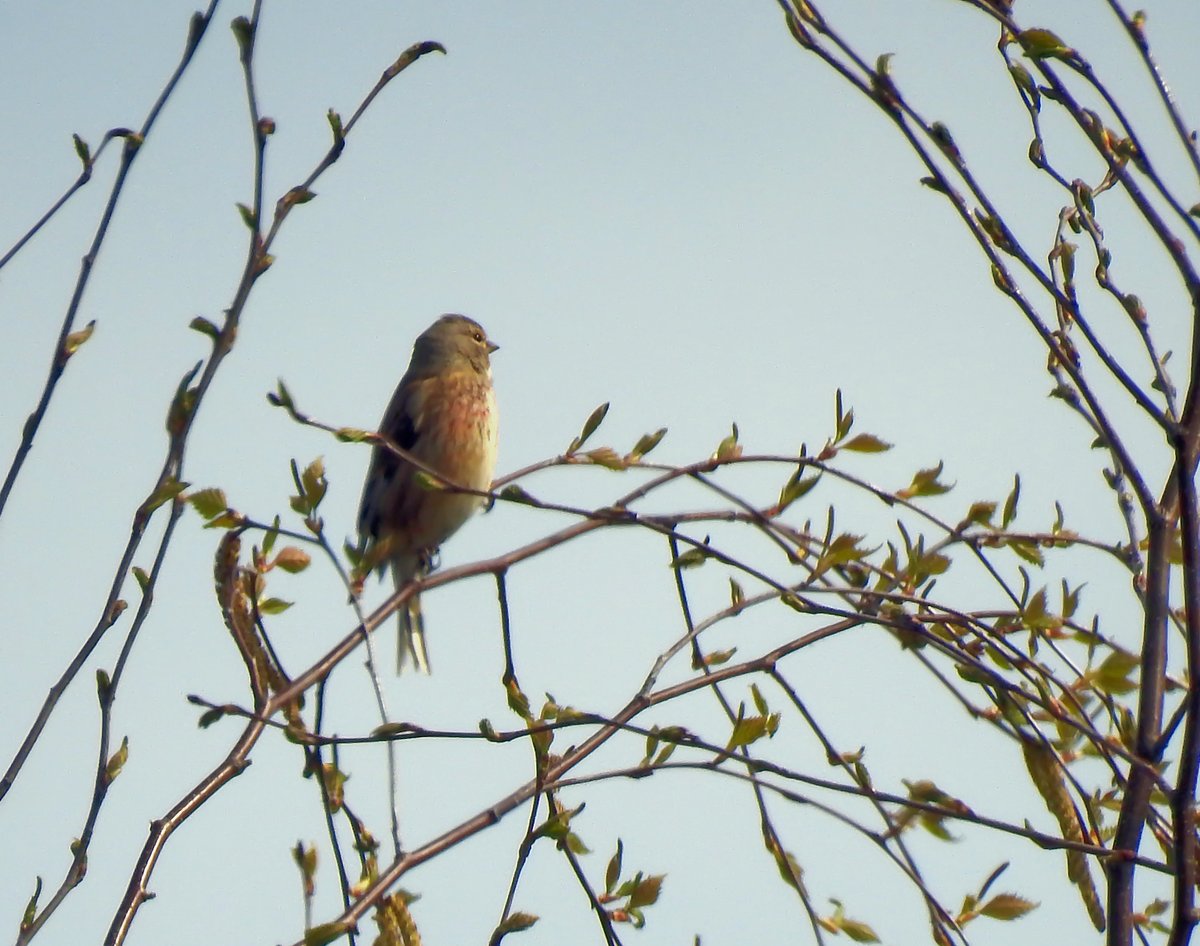 ID please - finchy thing sitting at the top of a silver birch tree singing its wee heart out. I don't think it's a linnet? 
<a href="/LeicsWildlife/">Leicestershire & Rutland Wildlife Trust</a> @LROSbirds <a href="/_BTO/">BTO</a> <a href="/Britnatureguide/">The British Nature Guide</a> <a href="/Natures_Voice/">RSPB</a> <a href="/Team4Nature/">Team4Nature</a> <a href="/rutlandonline/">rutlandonline</a> #gardenbirds #wildbirds #birds #wildbirdsuk #britishbirds
