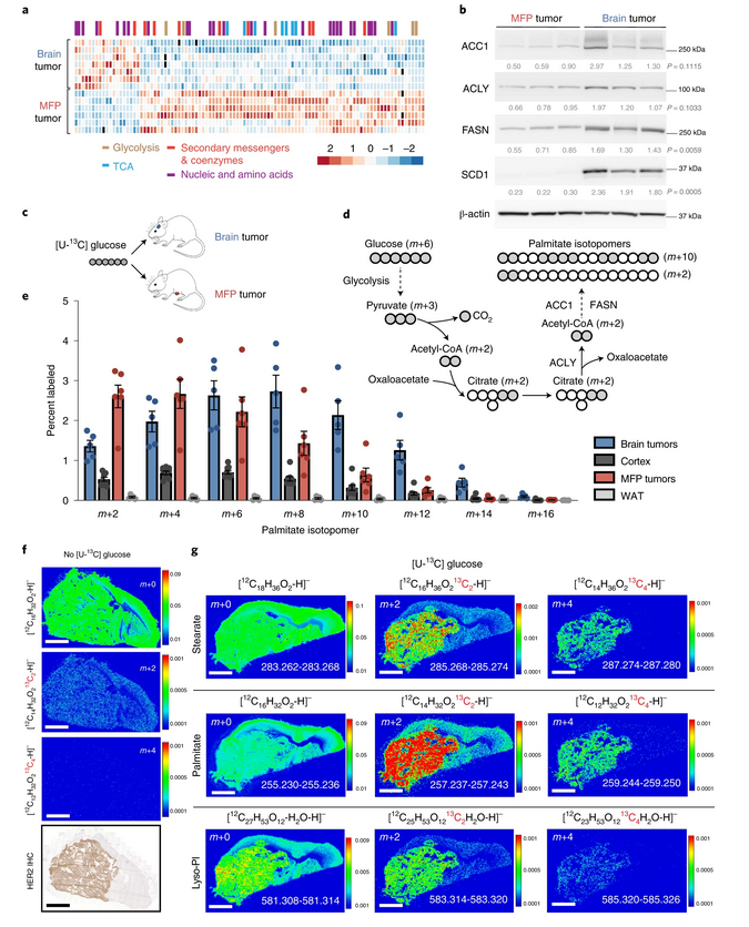 Nature Cancer tweet media